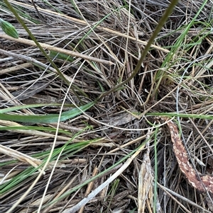 Microseris walteri at Hackett, ACT - 7 Oct 2024