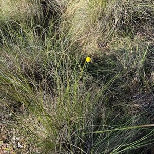 Craspedia variabilis at Watson, ACT - suppressed