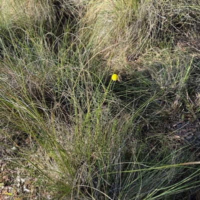 Craspedia variabilis (Common Billy Buttons) at Watson, ACT - 7 Oct 2024 by Louisab