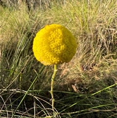 Craspedia variabilis at Watson, ACT - suppressed