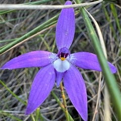 Glossodia major (Wax Lip Orchid) at Hackett, ACT - 7 Oct 2024 by Louisab