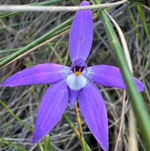 Glossodia major at Hackett, ACT - suppressed