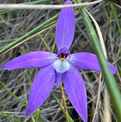 Glossodia major (Wax Lip Orchid) at Hackett, ACT - 7 Oct 2024 by Louisab