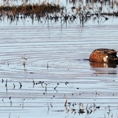 Spatula rhynchotis (Australasian Shoveler) at Fyshwick, ACT - 5 Oct 2024 by JimL