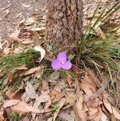 Romulea rosea var. australis at Kangaroo Valley, NSW - 7 Oct 2024 by don@kerrigan.net