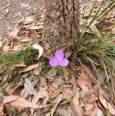 Romulea rosea var. australis at Kangaroo Valley, NSW - 6 Oct 2024 by don@kerrigan.net