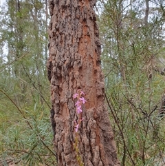 Stylidium graminifolium at Barrengarry, NSW - 6 Oct 2024 by don@kerrigan.net