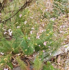 Stylidium laricifolium (Giant Triggerplant, Tree Triggerplant) at Kangaroo Valley, NSW - 5 Oct 2024 by don@kerrigan.net