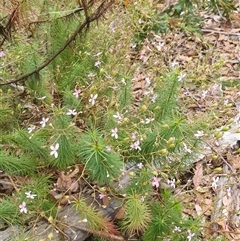 Stylidium laricifolium at Kangaroo Valley, NSW - 5 Oct 2024