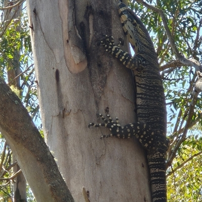 Varanus varius (Lace Monitor) at Joadja, NSW - 7 Oct 2024 by @Joadja