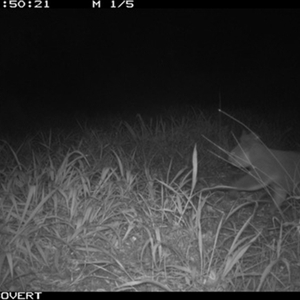 Phascolarctos cinereus at Tullymorgan, NSW - suppressed