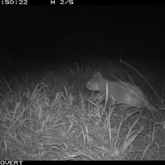 Phascolarctos cinereus at Tullymorgan, NSW - suppressed