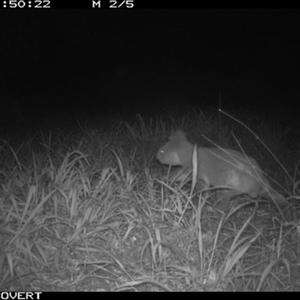 Phascolarctos cinereus at Tullymorgan, NSW - 22 Sep 2024