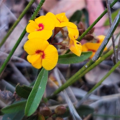 Podolobium scandens (Netted Shaggy Pea) at Deua River Valley, NSW - 6 Oct 2024 by Csteele4