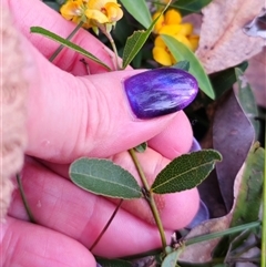 Podolobium scandens at Deua River Valley, NSW - 6 Oct 2024