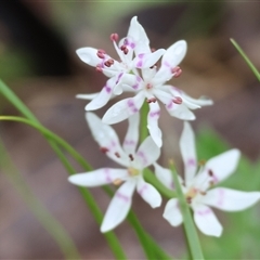 Wurmbea dioica subsp. dioica (Early Nancy) at Chiltern, VIC - 5 Oct 2024 by KylieWaldon