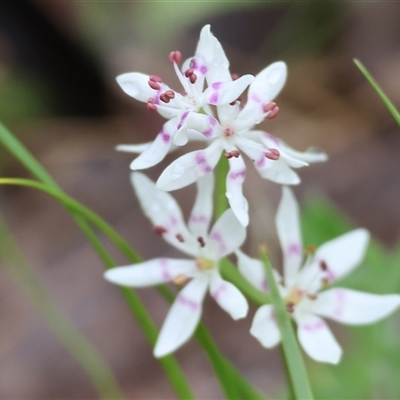 Wurmbea dioica subsp. dioica (Early Nancy) at Chiltern, VIC - 5 Oct 2024 by KylieWaldon