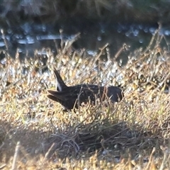 Porzana fluminea (Australian Spotted Crake) at Fyshwick, ACT - 5 Oct 2024 by JimL