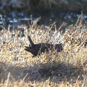 Porzana fluminea at Fyshwick, ACT - 6 Oct 2024 07:31 AM