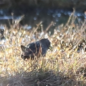 Porzana fluminea at Fyshwick, ACT - 6 Oct 2024 07:31 AM