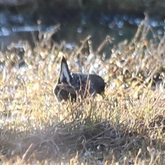 Porzana fluminea at Fyshwick, ACT - 6 Oct 2024