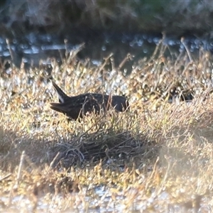 Porzana fluminea at Fyshwick, ACT - 6 Oct 2024