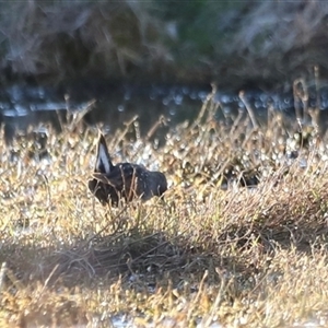 Porzana fluminea at Fyshwick, ACT - 6 Oct 2024 07:31 AM