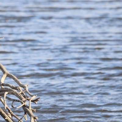 Phalacrocorax sulcirostris (Little Black Cormorant) at Fyshwick, ACT - 6 Oct 2024 by JimL