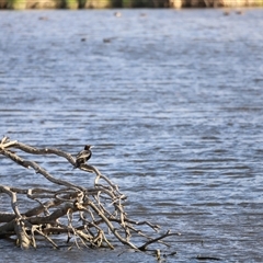 Phalacrocorax sulcirostris at Fyshwick, ACT - 6 Oct 2024