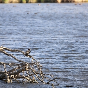 Phalacrocorax sulcirostris at Fyshwick, ACT - 6 Oct 2024