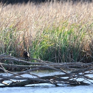 Phalacrocorax sulcirostris at Fyshwick, ACT - 6 Oct 2024