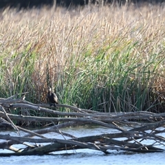 Phalacrocorax sulcirostris at Fyshwick, ACT - 6 Oct 2024