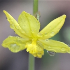 Bulbine bulbosa (Golden Lily, Bulbine Lily) at Chiltern, VIC - 5 Oct 2024 by KylieWaldon