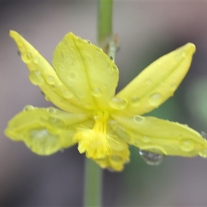 Bulbine bulbosa at Chiltern, VIC - 6 Oct 2024 08:43 AM