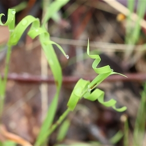 Unidentified Grass at Chiltern, VIC by KylieWaldon