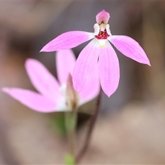 Caladenia fuscata at Chiltern, VIC - 5 Oct 2024 by KylieWaldon