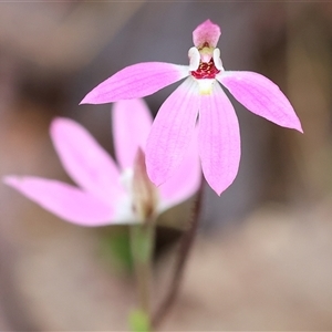 Caladenia carnea at Chiltern, VIC - suppressed