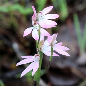 Caladenia carnea at Chiltern, VIC - 6 Oct 2024