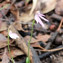 Caladenia carnea at Chiltern, VIC - 6 Oct 2024