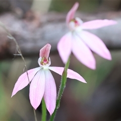 Caladenia carnea at Chiltern, VIC - 6 Oct 2024