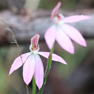 Caladenia carnea at Chiltern, VIC - suppressed
