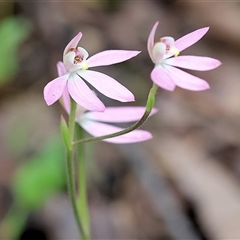 Caladenia carnea at Chiltern, VIC - suppressed