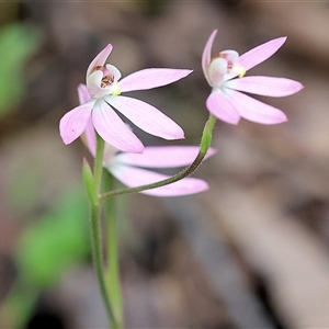 Caladenia carnea at Chiltern, VIC - 6 Oct 2024