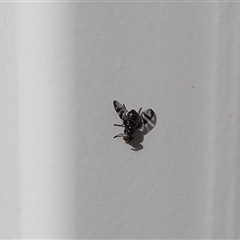 Rivellia sp. (genus) (Signal fly) at Lyons, ACT - 7 Oct 2024 by ran452