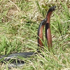 Pseudechis porphyriacus (Red-bellied Black Snake) at Kambah, ACT - 7 Oct 2024 by HelenCross