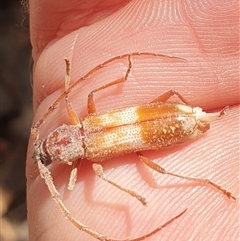 Phoracantha semipunctata (Common Eucalypt Longicorn) at Currawang, NSW - 6 Oct 2024 by gregbaines