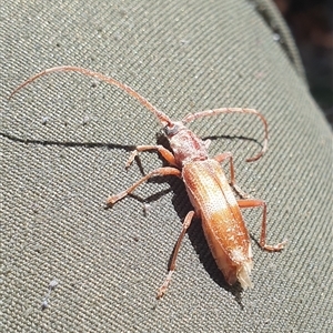 Phoracantha semipunctata at Currawang, NSW - 6 Oct 2024