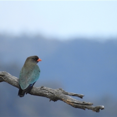 Eurystomus orientalis (Dollarbird) at Kambah, ACT - 7 Oct 2024 by HelenCross