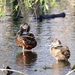 Spatula rhynchotis (Australasian Shoveler) at Fyshwick, ACT - 6 Oct 2024 by JimL