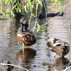 Spatula rhynchotis at Fyshwick, ACT - 6 Oct 2024